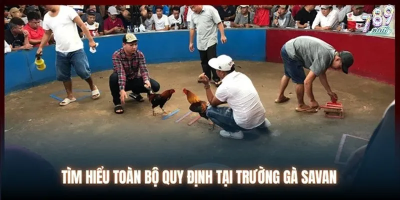 Hệ thống quy tắc và luật lệ chính thức tại trường gà Savan