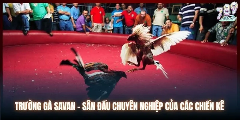 Tổng quan Trường gà Savan 789club