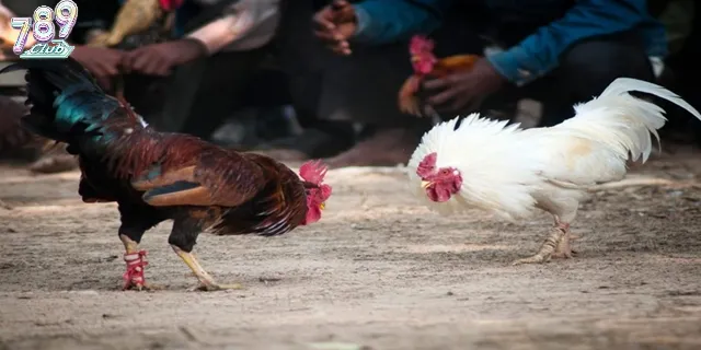 Điểm gì làm nên sự khác biệt và thú vị của đá gà cựa dao?